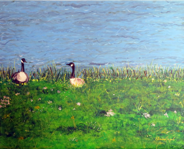 Canadian Geese Living in Wales