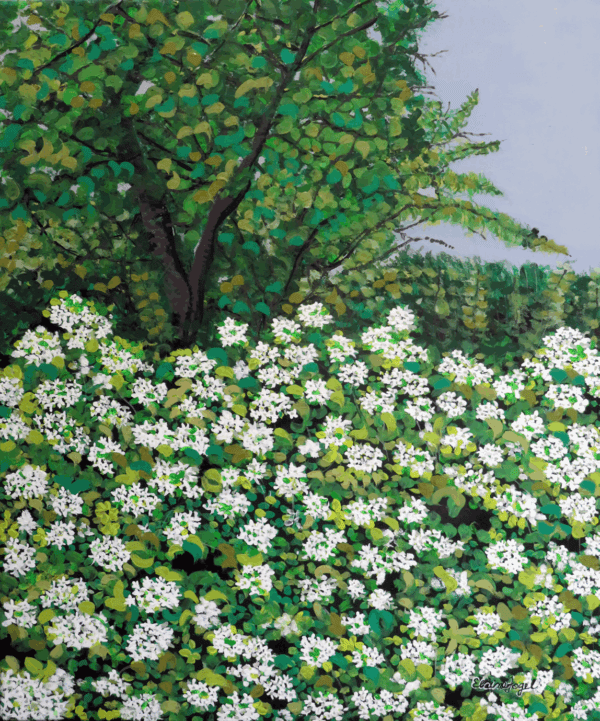 Cotswolds Wild Garlic Season