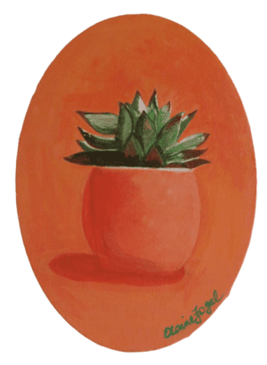 Echeveria in a Pot