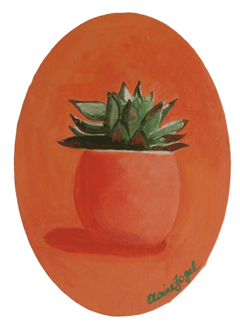 Echeveria in a Pot