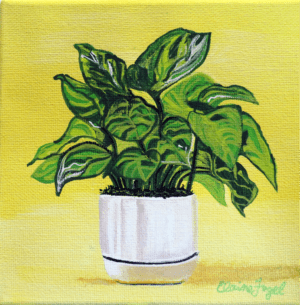 Pothos in a White Pot