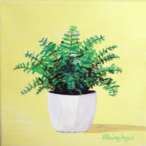 Potted Fern