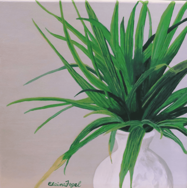 Dracaena Plant